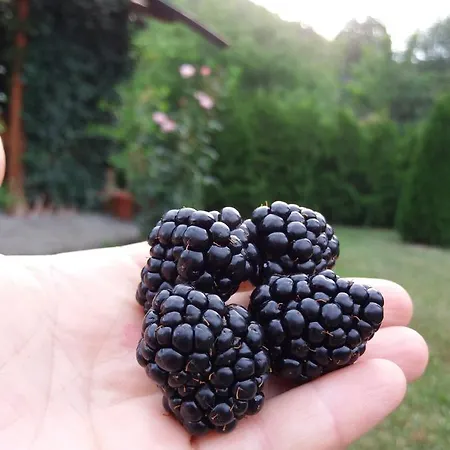 Casa Cu Muri Tîrgu Ocna